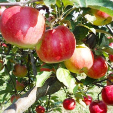 Саджанець яблуні - Айдаред