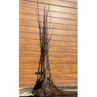 Саджанець яблуні - Антонівка